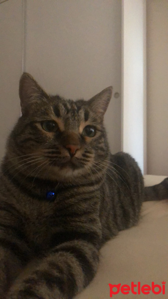 Tekir Kedi, Kedi  Cedric fotoğrafı