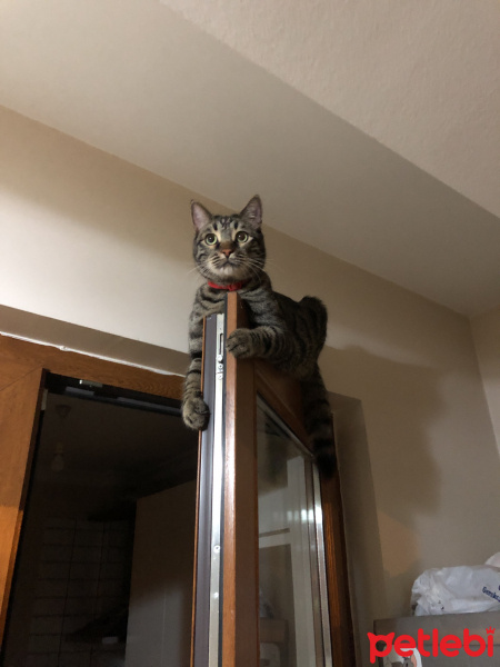 Tekir Kedi, Kedi  Cedric fotoğrafı