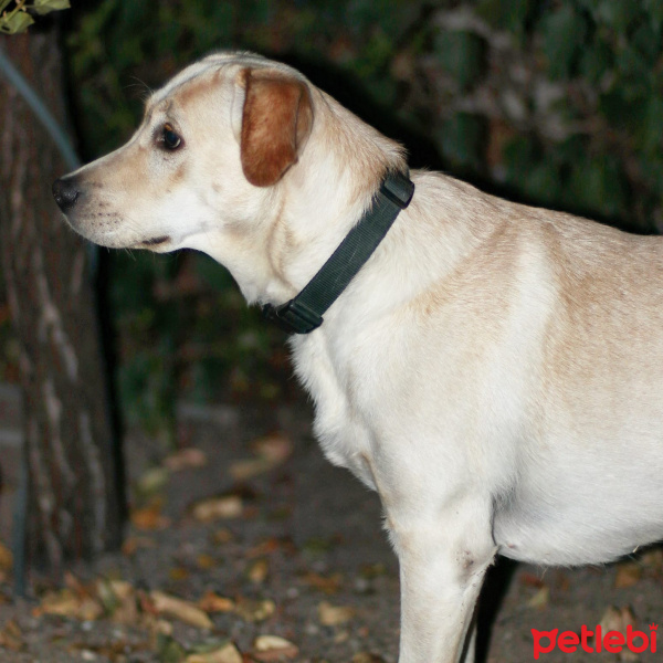 Labrador Retriever, Köpek  Çiko fotoğrafı