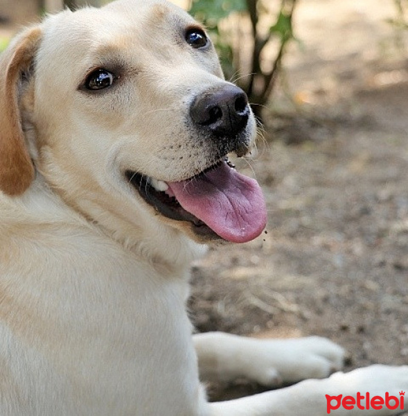 Labrador Retriever, Köpek  Çiko fotoğrafı