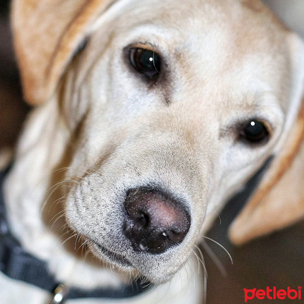 Labrador Retriever, Köpek  Çiko fotoğrafı