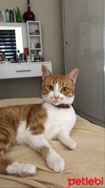 Sarman, Kedi  Chen fotoğrafı