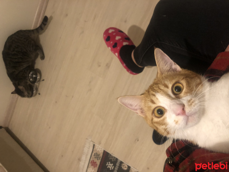 Sarman, Kedi  Chen fotoğrafı