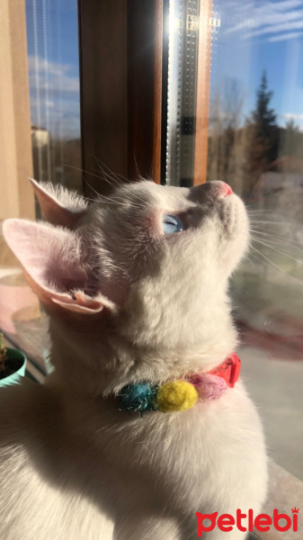 Ankara Kedisi, Kedi  Sakız fotoğrafı