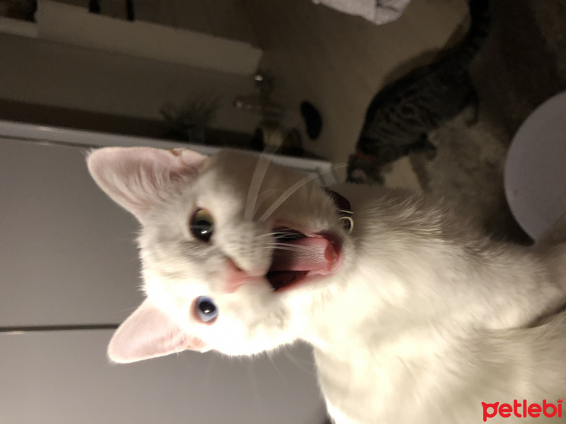 Ankara Kedisi, Kedi  Sakız fotoğrafı