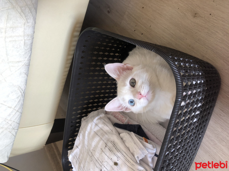 Ankara Kedisi, Kedi  Sakız fotoğrafı