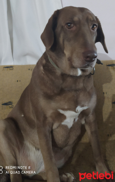 Sokö (Sokak Köpeği), Köpek  Kahvecik fotoğrafı