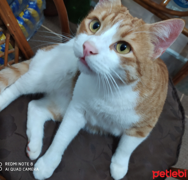 Sarman, Kedi  Müslüm fotoğrafı