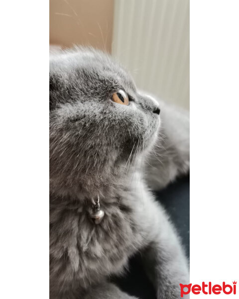 Scottish Fold, Kedi  Maya fotoğrafı