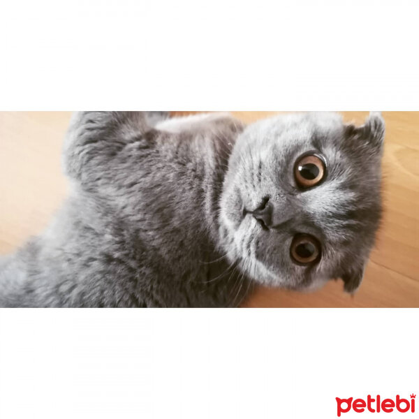 Scottish Fold, Kedi  Maya fotoğrafı