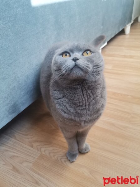 Scottish Fold, Kedi  Maya fotoğrafı