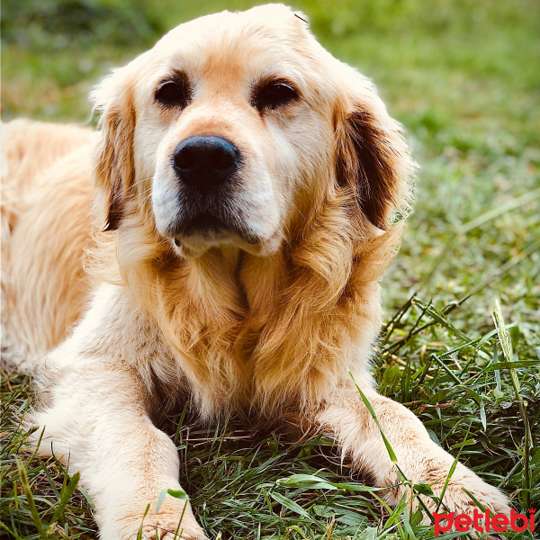 Golden Retriever, Köpek  Tarçın fotoğrafı