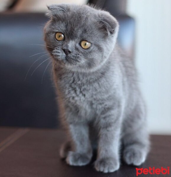 Scottish Fold, Kedi  PAŞA (PACHITO) fotoğrafı