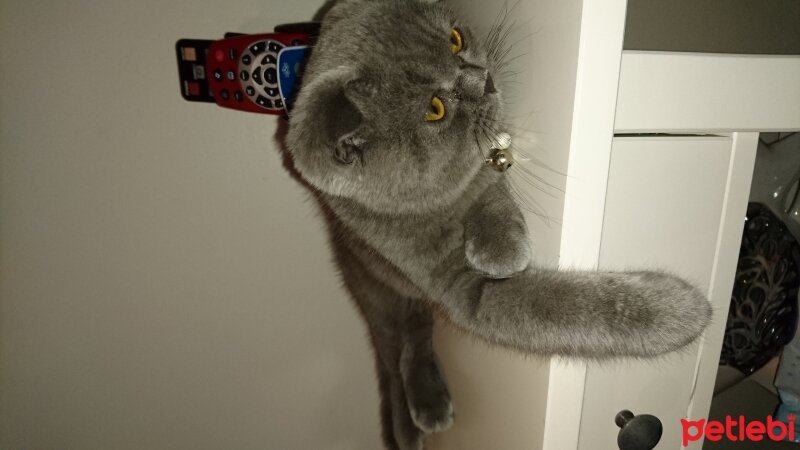 Scottish Fold, Kedi  PAŞA (PACHITO) fotoğrafı