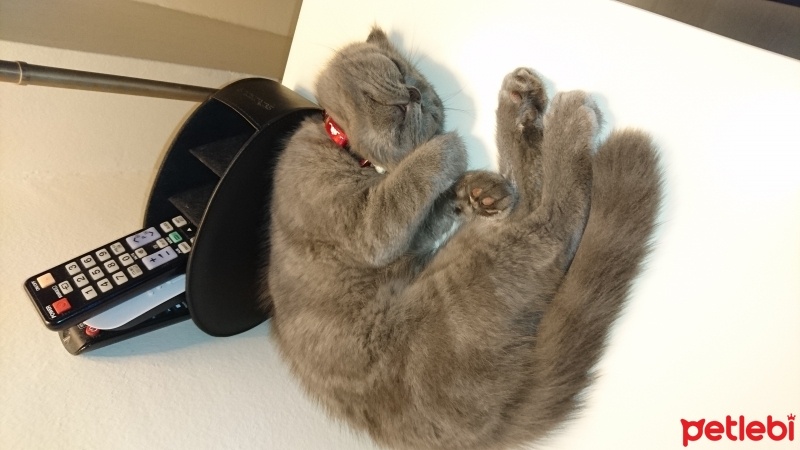 Scottish Fold, Kedi  PAŞA (PACHITO) fotoğrafı
