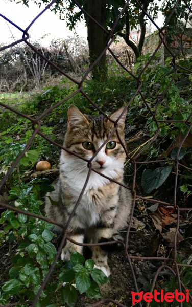 Tekir Kedi, Kedi  Minnak fotoğrafı