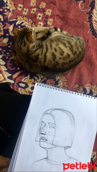 Tekir Kedi, Kedi  Minnak fotoğrafı