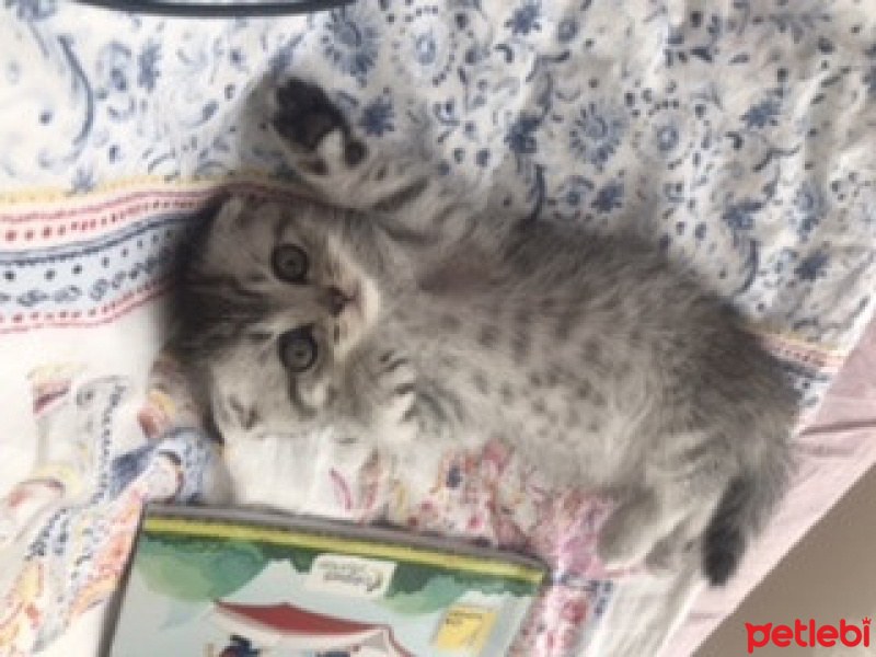 Scottish Fold, Kedi  Coco fotoğrafı