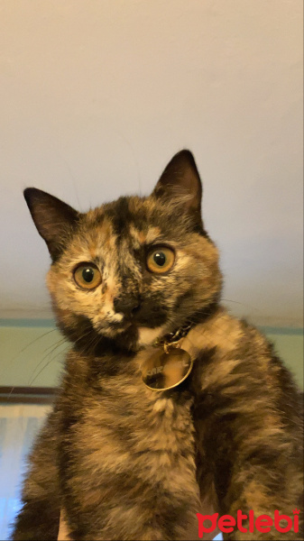 Tekir Kedi, Kedi  Karamel fotoğrafı