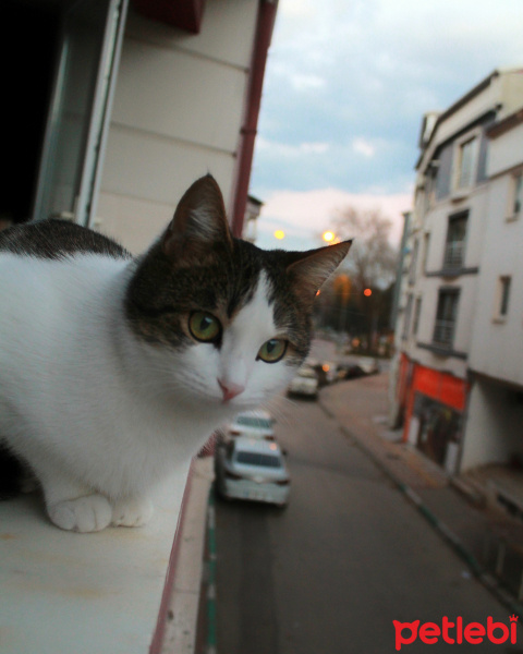 Tekir Kedi, Kedi  Asuman fotoğrafı