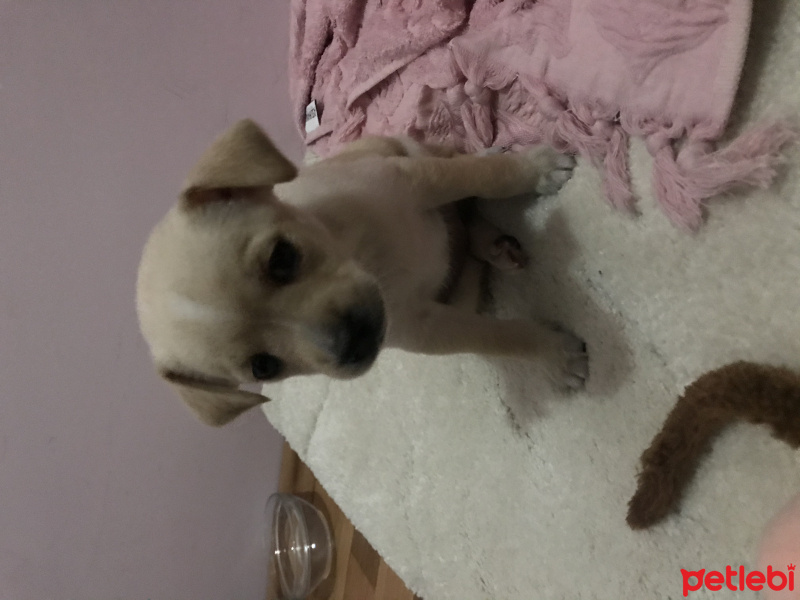 Chihuahua, Köpek  Yok fotoğrafı