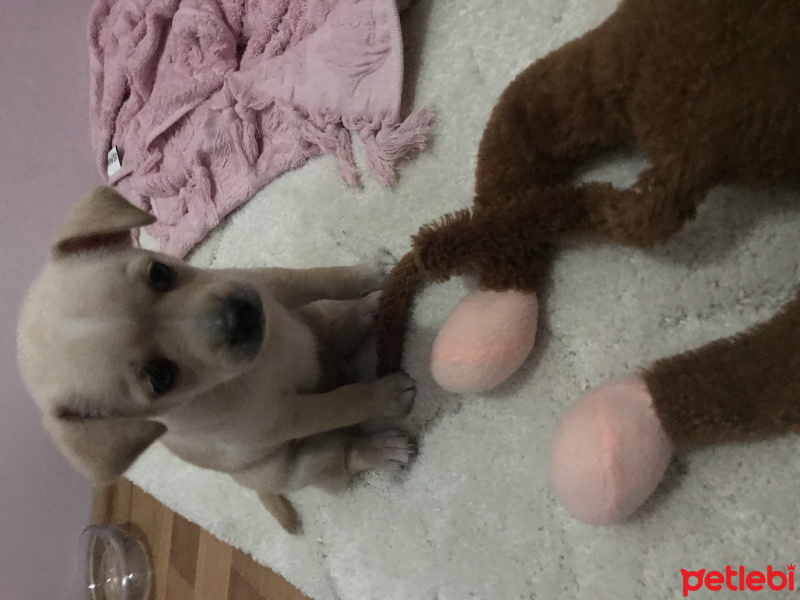Chihuahua, Köpek  Yok fotoğrafı