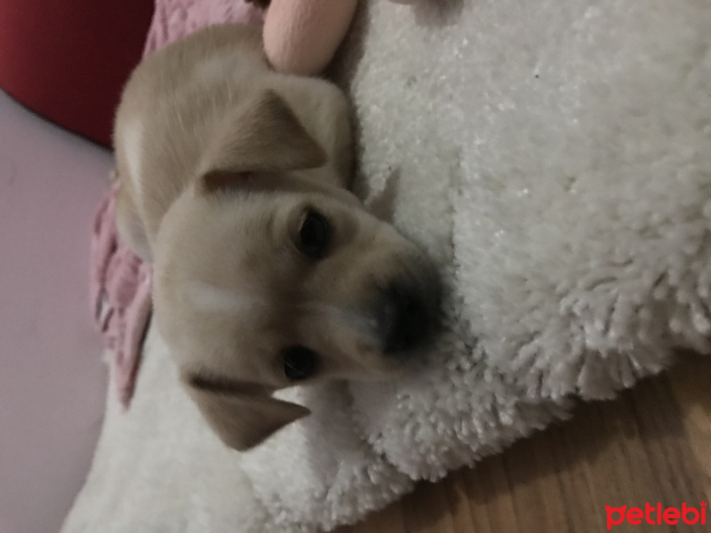 Chihuahua, Köpek  Yok fotoğrafı