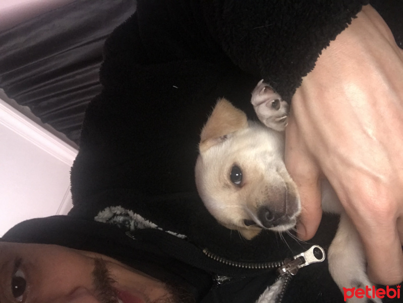Chihuahua, Köpek  Yok fotoğrafı