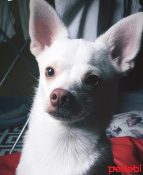 Chihuahua, Köpek  Yok fotoğrafı