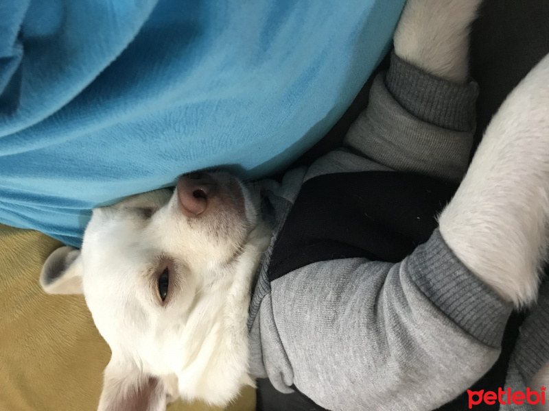 Chihuahua, Köpek  Yok fotoğrafı