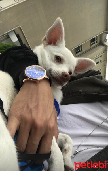 Chihuahua, Köpek  Yok fotoğrafı