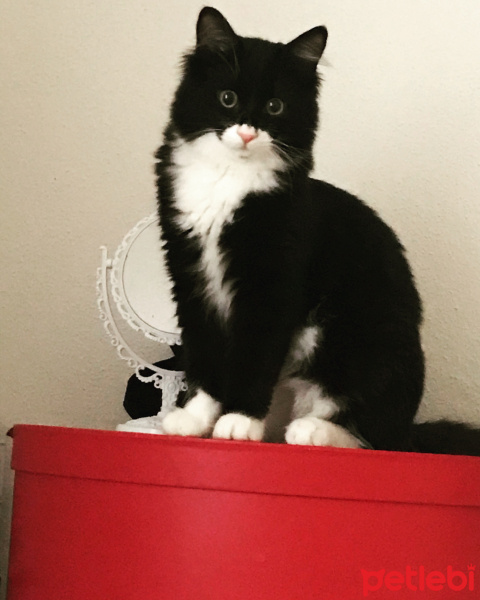 Tekir Kedi, Kedi  Mürsel fotoğrafı