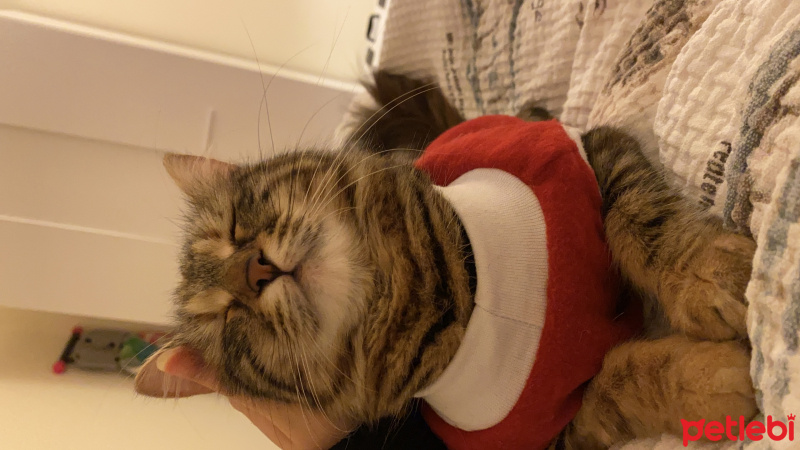 Tekir Kedi, Kedi  Bihter fotoğrafı