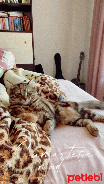 Tekir Kedi, Kedi  Bihter fotoğrafı
