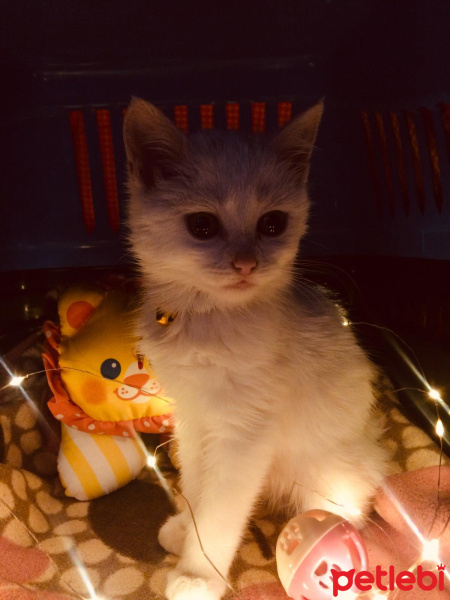 Tekir Kedi, Kedi  Boncuk fotoğrafı