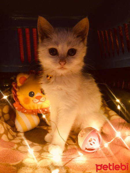 Tekir Kedi, Kedi  Boncuk fotoğrafı