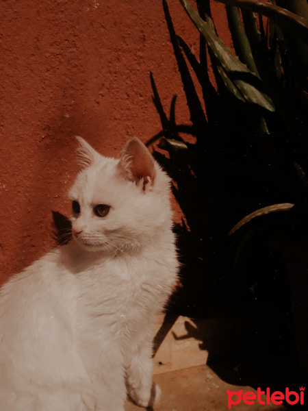 Tekir Kedi, Kedi  Boncuk fotoğrafı