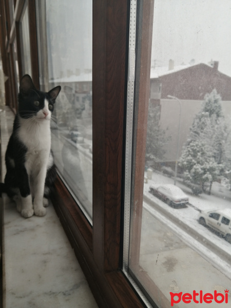 Tuxedo (Smokin) Kedi, Kedi  Lily fotoğrafı