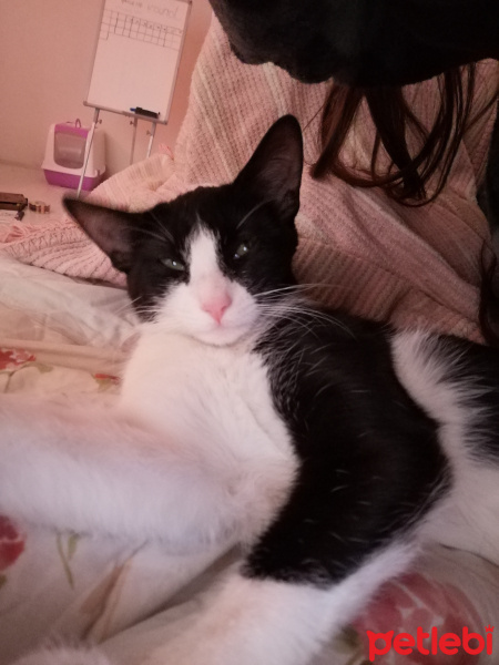 Tuxedo (Smokin) Kedi, Kedi  Lily fotoğrafı