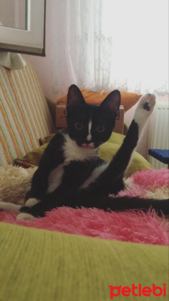 Tekir Kedi, Kedi  Gece fotoğrafı