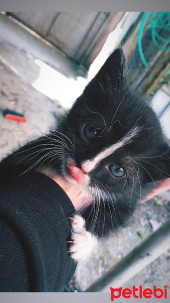Tekir Kedi, Kedi  Gece fotoğrafı