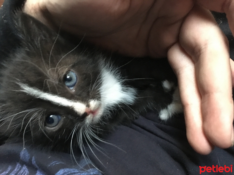 Tekir Kedi, Kedi  Gece fotoğrafı