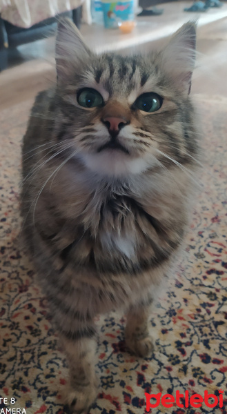 Soke, Kedi  Bidiskos fotoğrafı