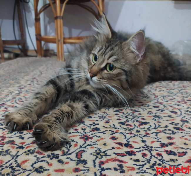 Soke, Kedi  Bidiskos fotoğrafı