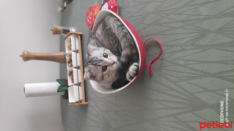 Scottish Fold, Kedi  Çakıl fotoğrafı