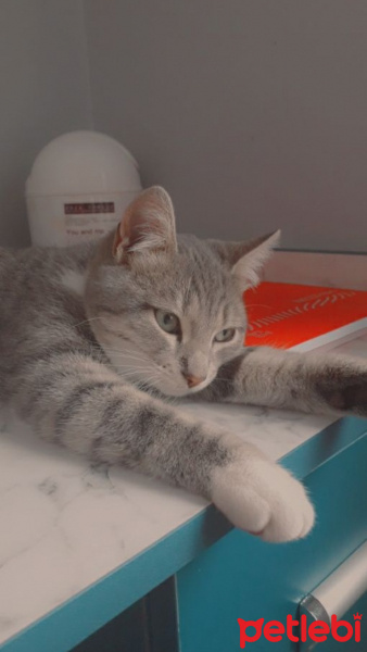 British Shorthair, Kedi  Pati fotoğrafı