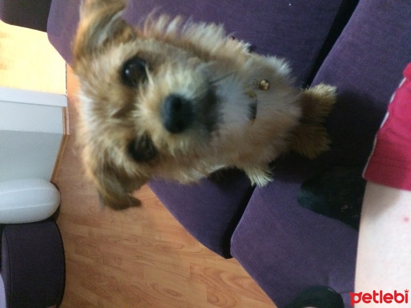 Yorkshire Terrier, Köpek  Tarçın fotoğrafı