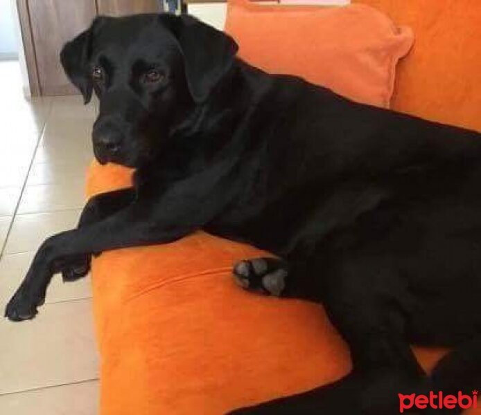 Labrador Retriever, Köpek  BETTIE fotoğrafı