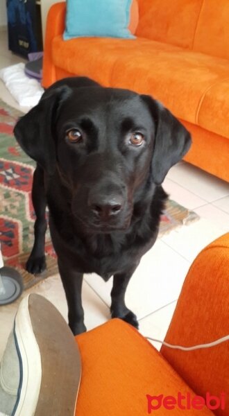 Labrador Retriever, Köpek  BETTIE fotoğrafı