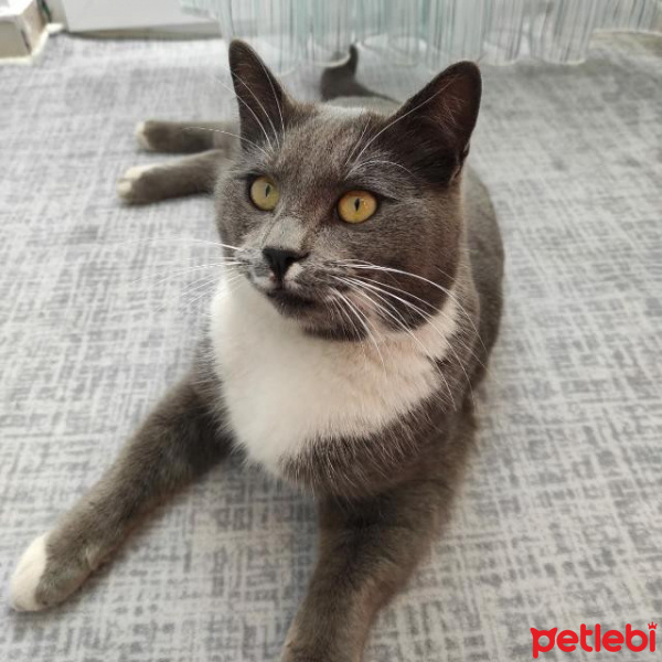 Tekir Kedi, Kedi  çakır fotoğrafı